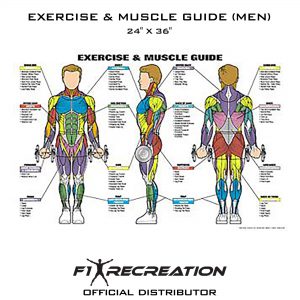 Exercise Chart For Men